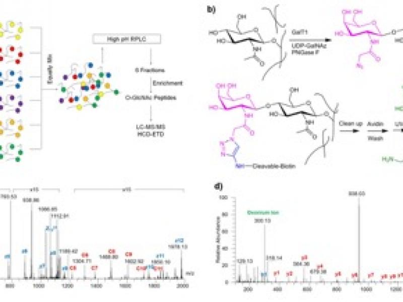 Figure 1 in the paper outlines the quantitative proteomic pipeline for O-GlcNAc analysis. stochastic kinetic simulations (red) and simulations using the coupled reaction theorem (blue).