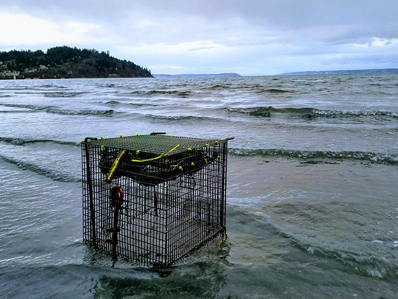 A cage securing mussels sits on the beach at Appletree Cove, where waves from the Puget Sound wash over the shellfish for research.