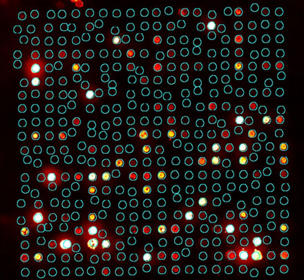 Spot map