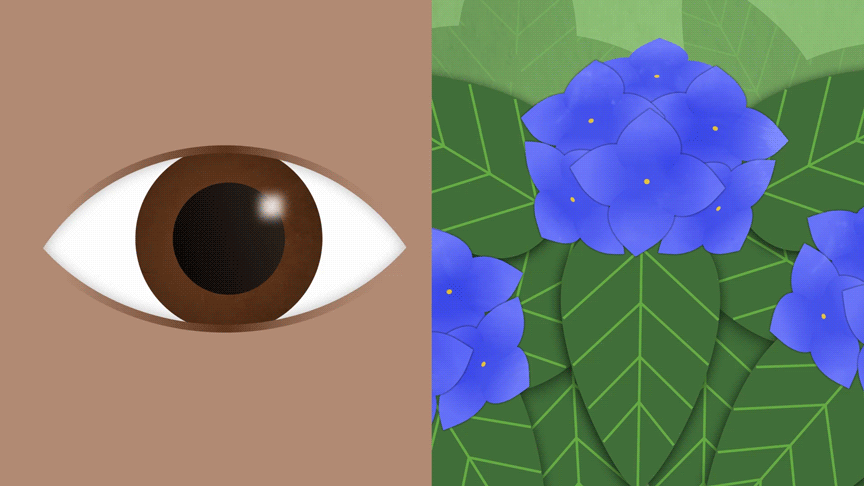 A grid of 4 animated images showing brown eyes, a pink flamingo, a sea turtle on a beach, and purple hydrangeas.