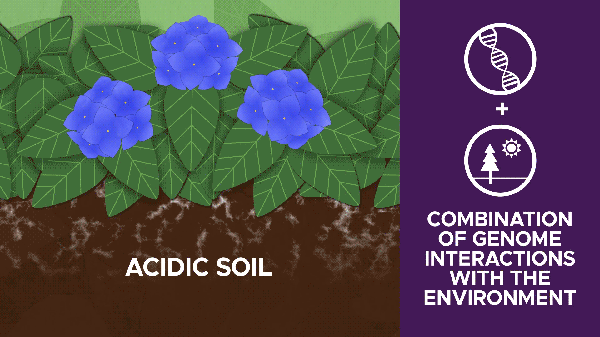 an animated graphic illustrating that acidic soil creates purple hydrangeas while alkaline soil creates pink ones; text reads "a combination of genome interactions with the environment"
