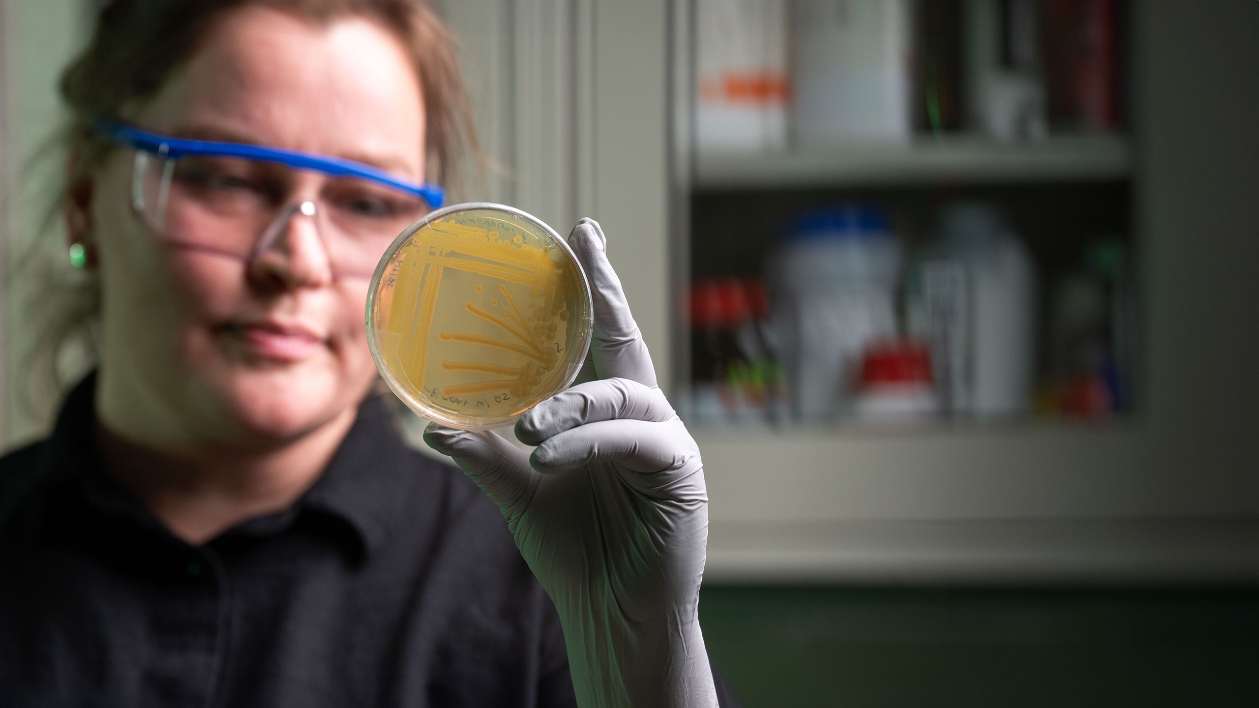 a researcher wearing safety glasses and gloves holds a petri sample dish showing microbial samples