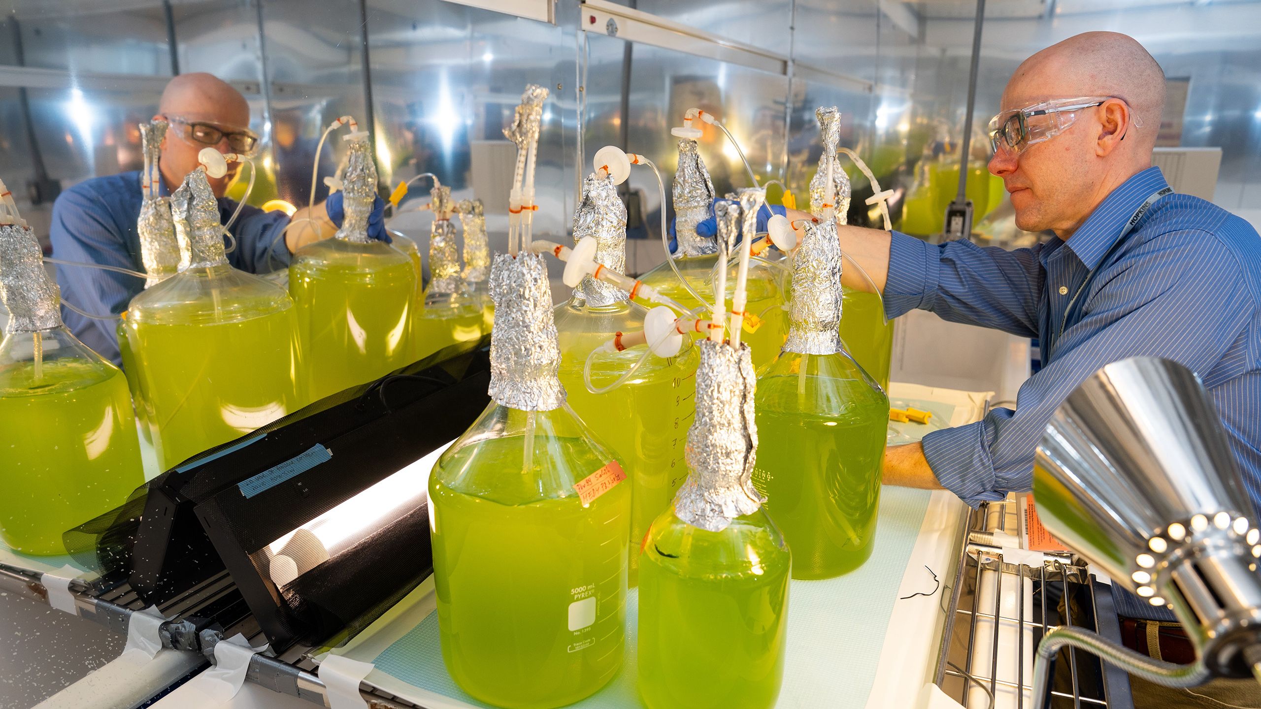a researcher in safety glasses examines large glass bottles of bright green liquid that are exposed to bright light